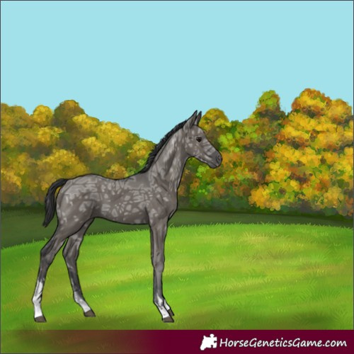 Horse Color:Grullo Ice Tobiano