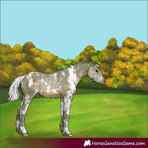 Horse Color:Watercolor White Spotted Silver Black