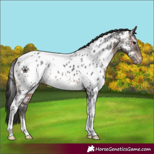 Horse Color:White Spotted Brown Ice Tobiano Near Leopard 