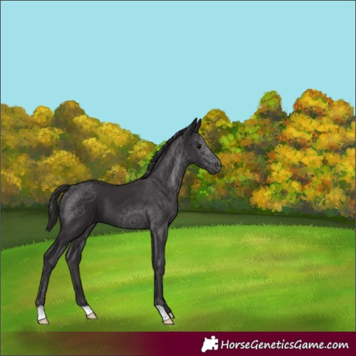 Horse Color:Smoky Black 