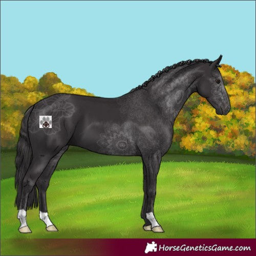 Horse Color:Smoky Black 