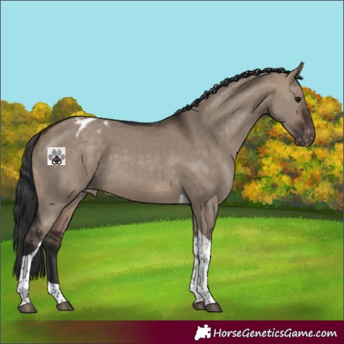 Horse Color:Brown Dun Tobiano Blanket