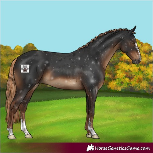Horse Color:Gray Liver Chestnut Sabino 