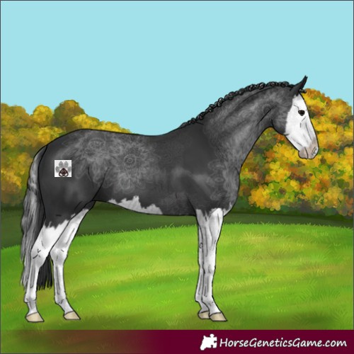 Horse Color:Black Splash 