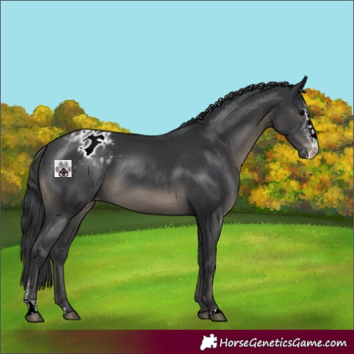 Horse Color:Black Sabino Blanket 