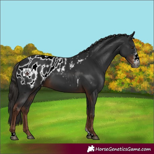 Horse Color:Gray Liver Chestnut Sabino Near Leopard 