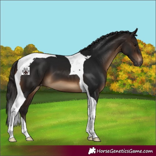 Horse Color:Gray Bay Tobiano Blanket 