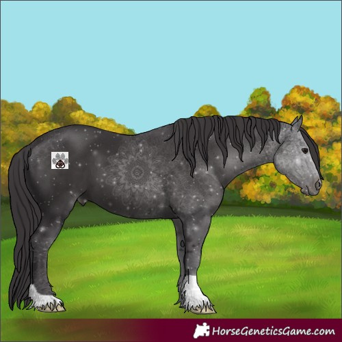 Horse Color:Smoky Black