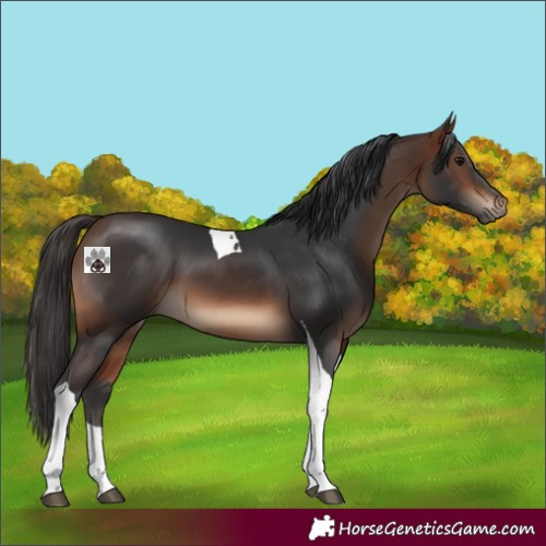 Horse Color:Bay Tobiano 