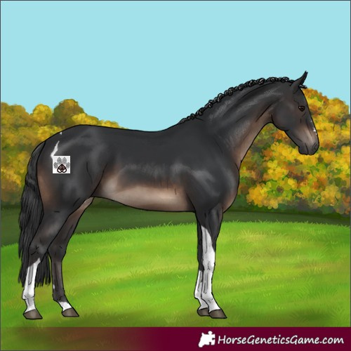 Horse Color:Brown Tobiano 