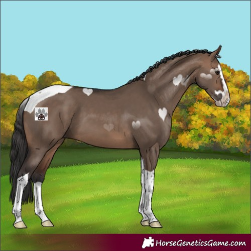 Horse Color:Brown Dun Splash Tobiano