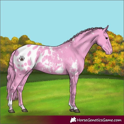 Horse Color:Watercolor White Spotted Black Tobiano Near Leopard