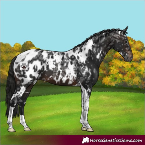Horse Color:Gray White Spotted Brown Ice Tobiano Near Leopard 