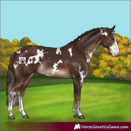 Horse Color:White Spotted Liver Chestnut Sabino