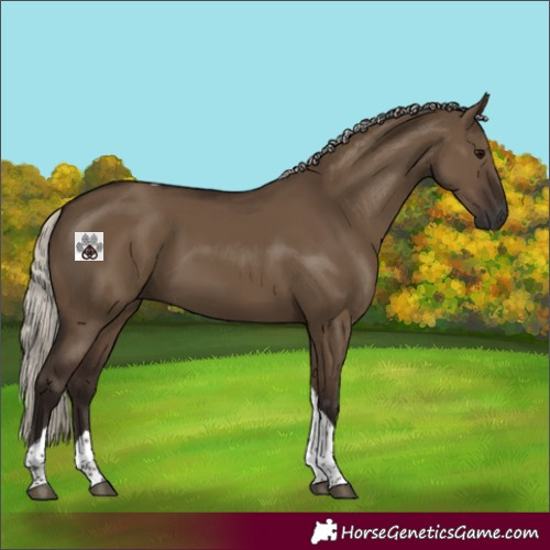 Horse Color:Gray Silver Grullo Tobiano