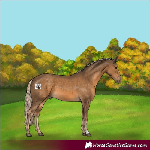 Horse Color:Chocolate Palomino 
