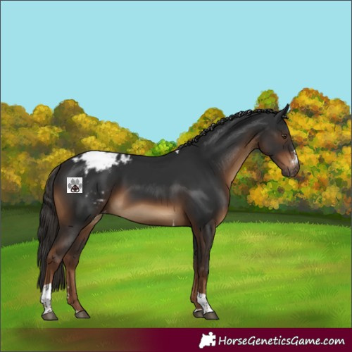 Horse Color:Gray Liver Chestnut Sabino Tobiano Varnish 