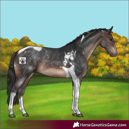 Horse Color:Brown Tobiano 