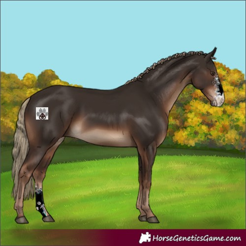 Horse Color:Liver Chestnut Sabino 