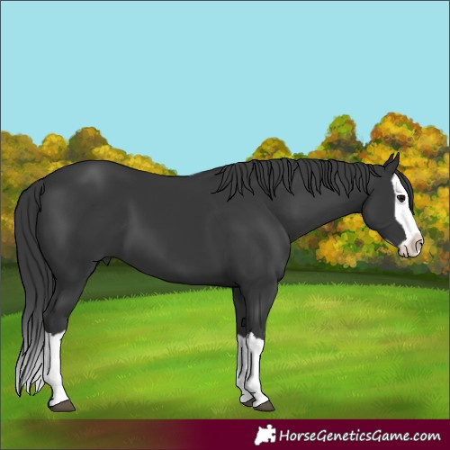 Horse Color:Black Splash 