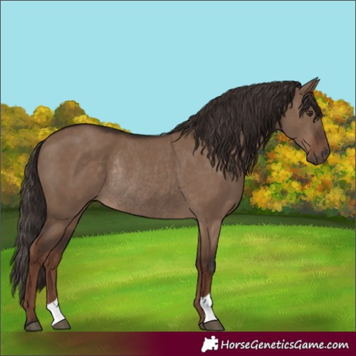 Horse Color:Liver Red Dun Rabicano 
