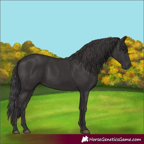 Horse Color:Smoky Black