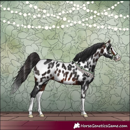 Horse Color:Brown Splash Near Leopard 