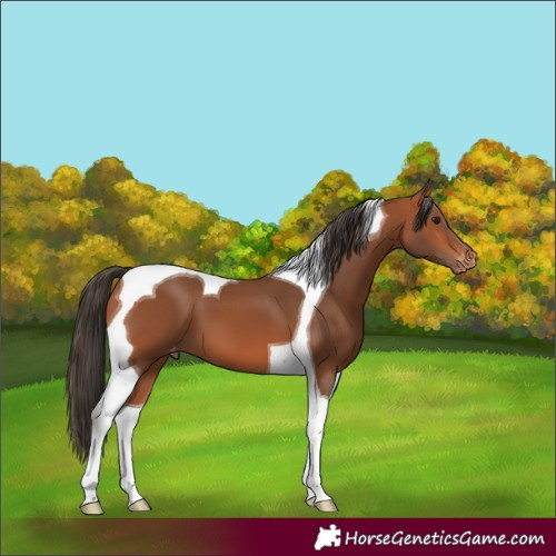 Horse Color:Bay Tobiano Varnish