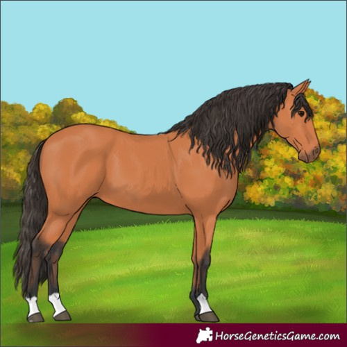 Horse Color:Bay 