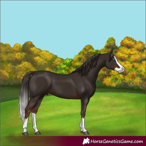 Horse Color:Liver Chestnut Splash 