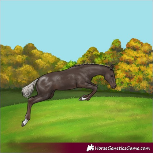 Horse Color:Silver Black