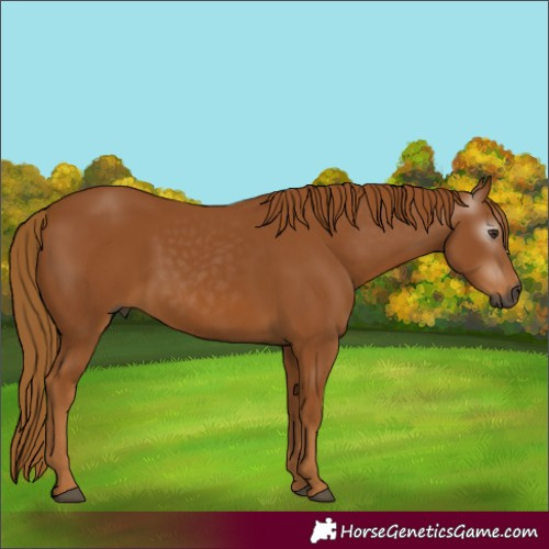 Horse Color:Gray Chestnut