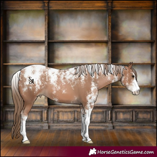 Horse Color:Powder White Black Pearl