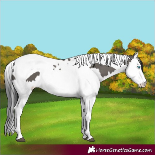 Horse Color:Grullo Splash Tobiano 