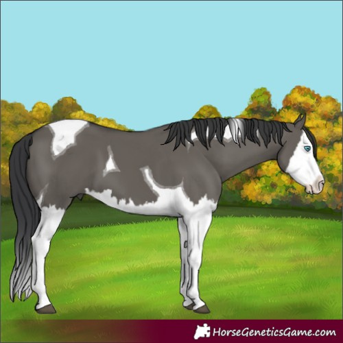 Horse Color:Grullo Splash Tobiano 