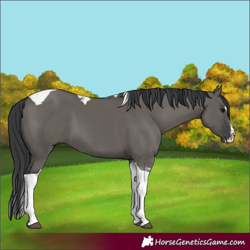 Horse Color:Grullo Splash Tobiano
