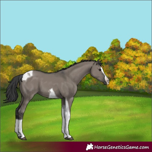 Horse Color:Unknown 