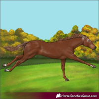 Horse Color:Gray Chestnut 