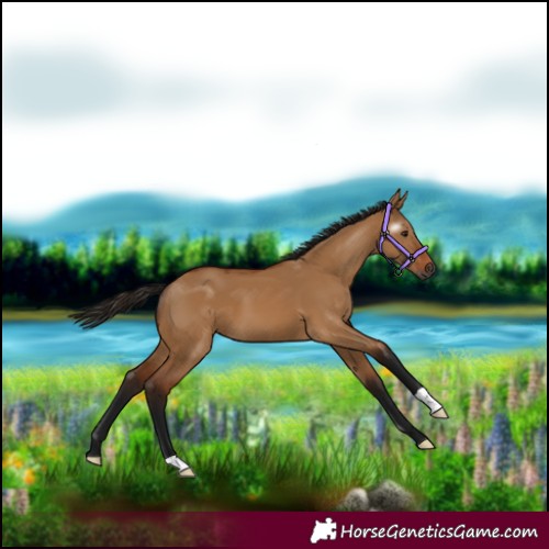 Horse Color:Gray Bay Dun 