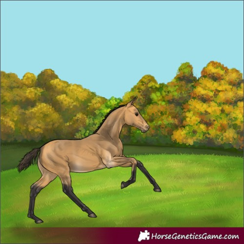 Horse Color:Buckskin