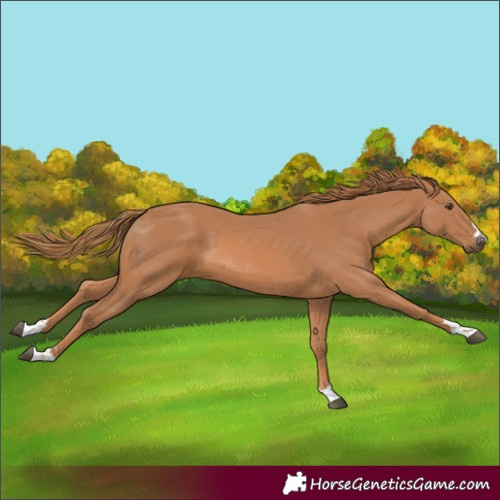 Horse Color:Chestnut 