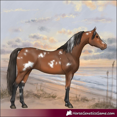 Horse Color:White Spotted Bay