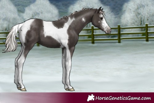 Horse Color:Silver Black Sabino Tobiano 