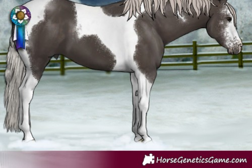 Horse Color:Silver Black Sabino Tobiano 