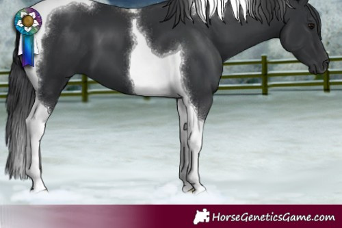 Horse Color:Black Tobiano 
