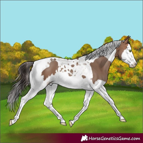 Horse Color:Sable Champagne Splash Tobiano