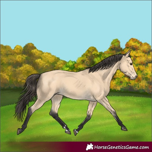 Horse Color:Buckskin 