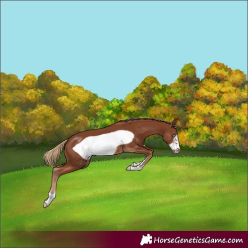 Horse Color:Chestnut Frame