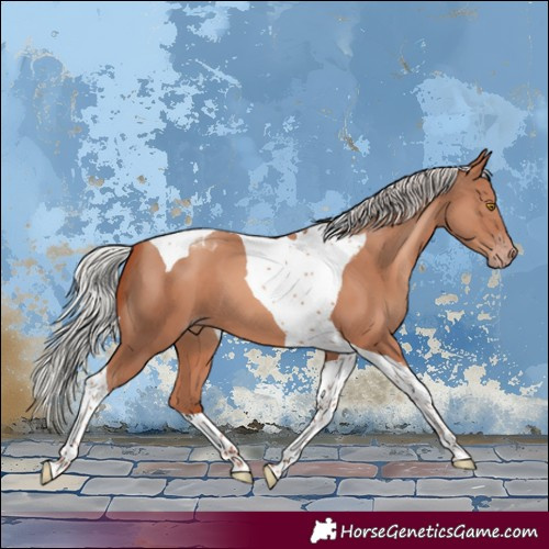 Horse Color:Silver Classic Champagne Tobiano 