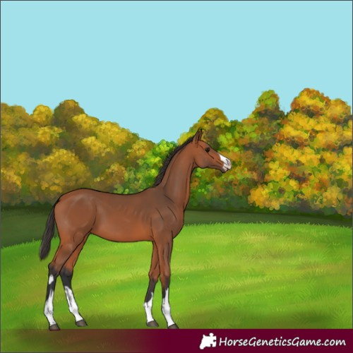 Horse Color:Unknown 